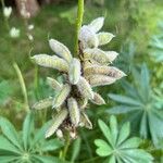 Lupinus perennis Frucht