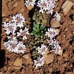 Iberis procumbens 花