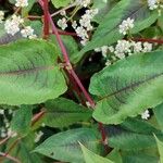 Persicaria microcephala List