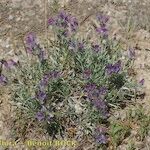 Echium albicans Hábito