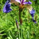 Iris setosa 花