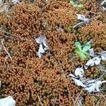 Sedum andegavense Fleur