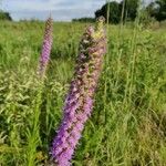 Liatris pycnostachyaFlower