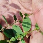 Phyllanthus reticulatus Flower