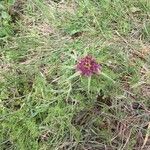 Tragopogon porrifoliusBlüte