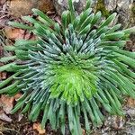 Saxifraga longifolia Leaf