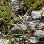 Lomatium stebbinsii Habitus