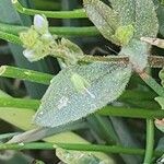 Veronica anagallis-aquatica Foglia