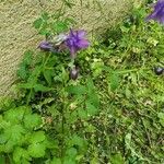 Aquilegia alpinaЦвят