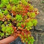 Sedum × rubrotinctumLehti