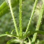 Dipsacus pilosus Bark