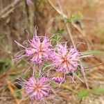 Liatris squarrosa Kukka