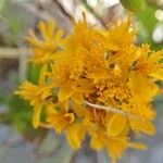 Jacobaea incana Flower