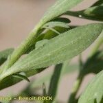 Bassia hyssopifolia 叶