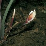 Philodendron megalophyllum Fleur