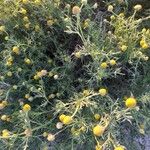 Matricaria aurea Likasa
