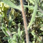 Echium angustifolium Кора