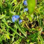 Commelina latifolia Blad