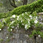 Rosa laevigata Habit