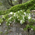 Rosa laevigata Costuma