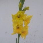 Gladiolus communisBlüte