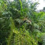 Ptychosperma macarthurii Hoja