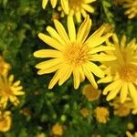 Euryops chrysanthemoides Floro