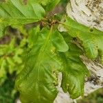 Quercus robur Lapas