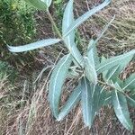 Asclepias speciosa Hoja