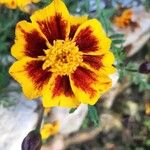 Tagetes patulaCvet