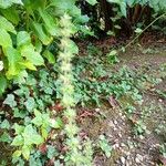 Sideritis montana Fula