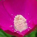 Callirhoe digitata Flower