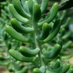 Sedum pachyphyllum Blatt