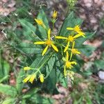 Senecio ovatus Floare