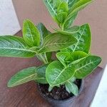 Catharanthus coriaceus Leaf