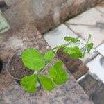 Moringa oleifera Levél