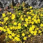 Potentilla tabernaemontani Habitus