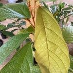 Theobroma grandiflorum Hoja