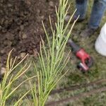 Asclepias verticillata Blad