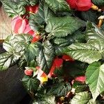 Abutilon megapotamicum Hoja