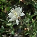 Cephalaria leucanthaFlor