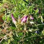 Vicia monantha फूल