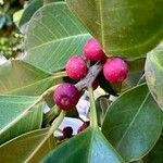 Ficus microcarpa Φρούτο