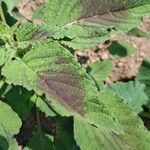 Amaranthus tricolorList