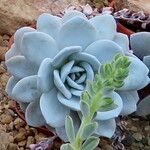 Echeveria laui Blatt