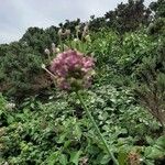 Allium scorodoprasum Virág