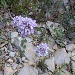 Iberis linifolia Libunga