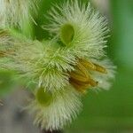 Ximenia americana Flower