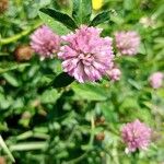 Trifolium mediumBlomma