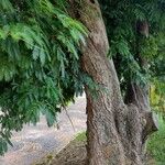 Parapiptadenia rigida Écorce